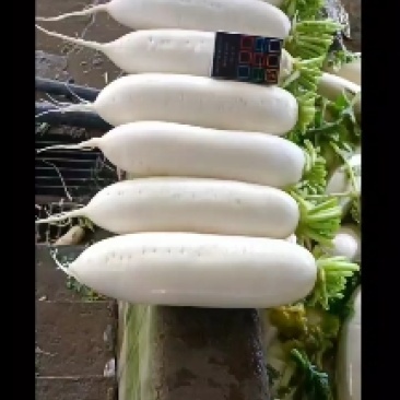 白萝卜