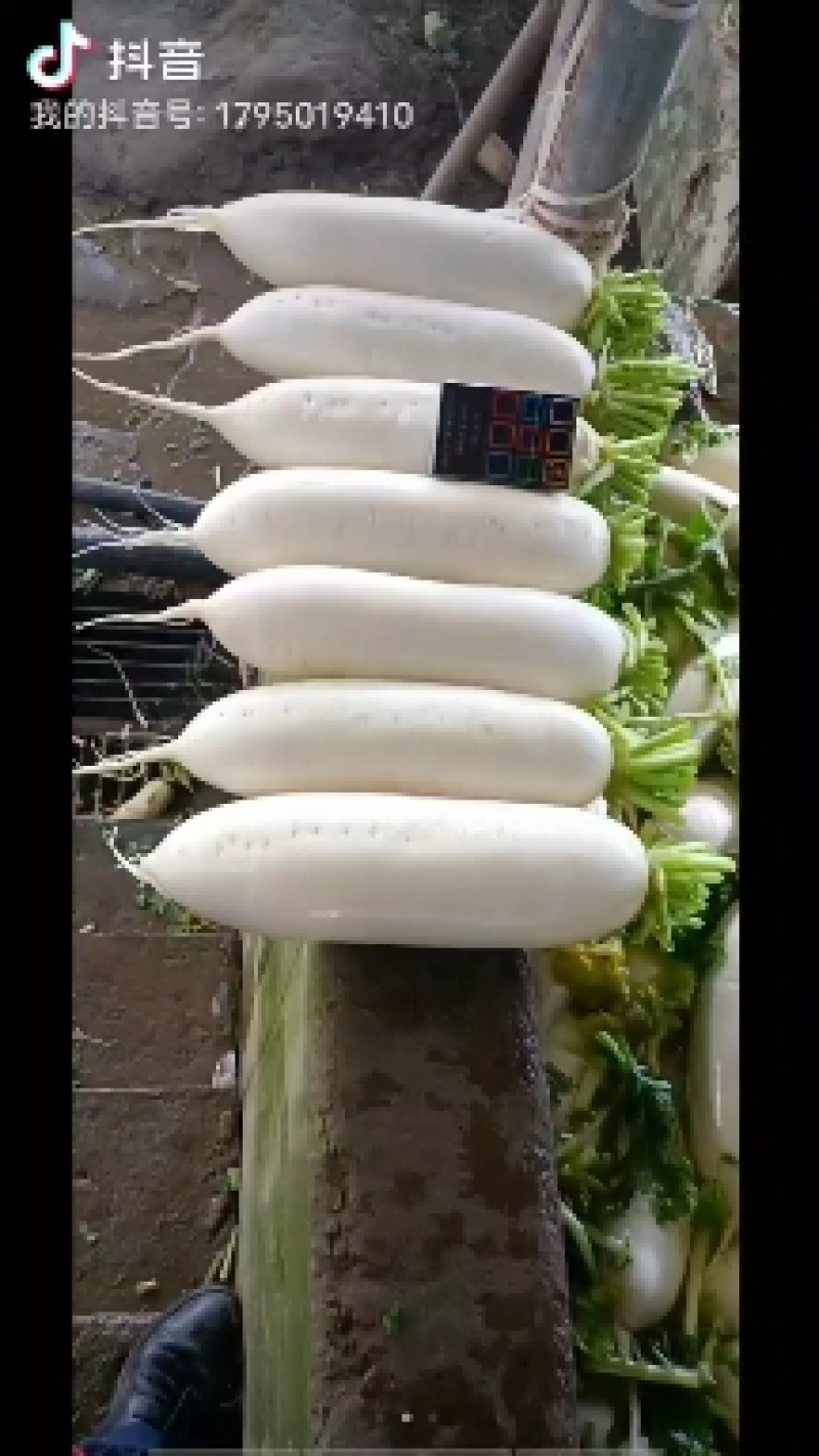 白萝卜