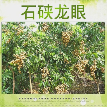 龙眼树苗，正品优良嫁接苗(带杯，带土，带叶)发货
