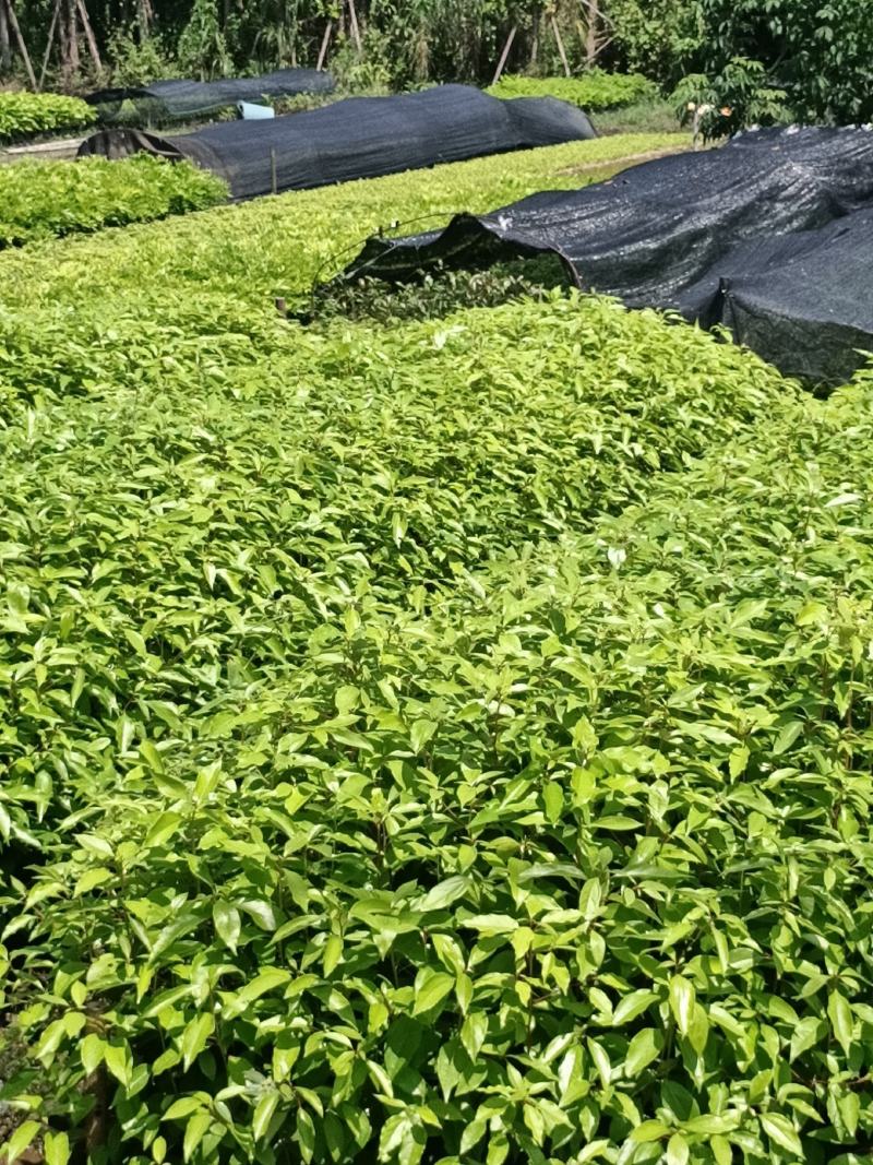 沉香苗(大小规格)产地代购，15x18杯苗