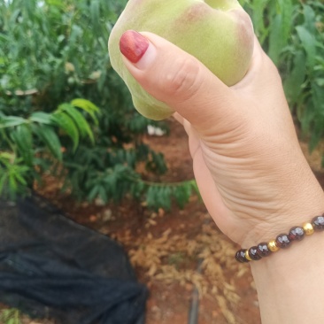 云南建水正宗鹰嘴水蜜桃已大量上市，现采现发每都走车，看上