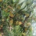 云南建水正宗鹰嘴水蜜桃已大量上市，现采现发每都走车，看上