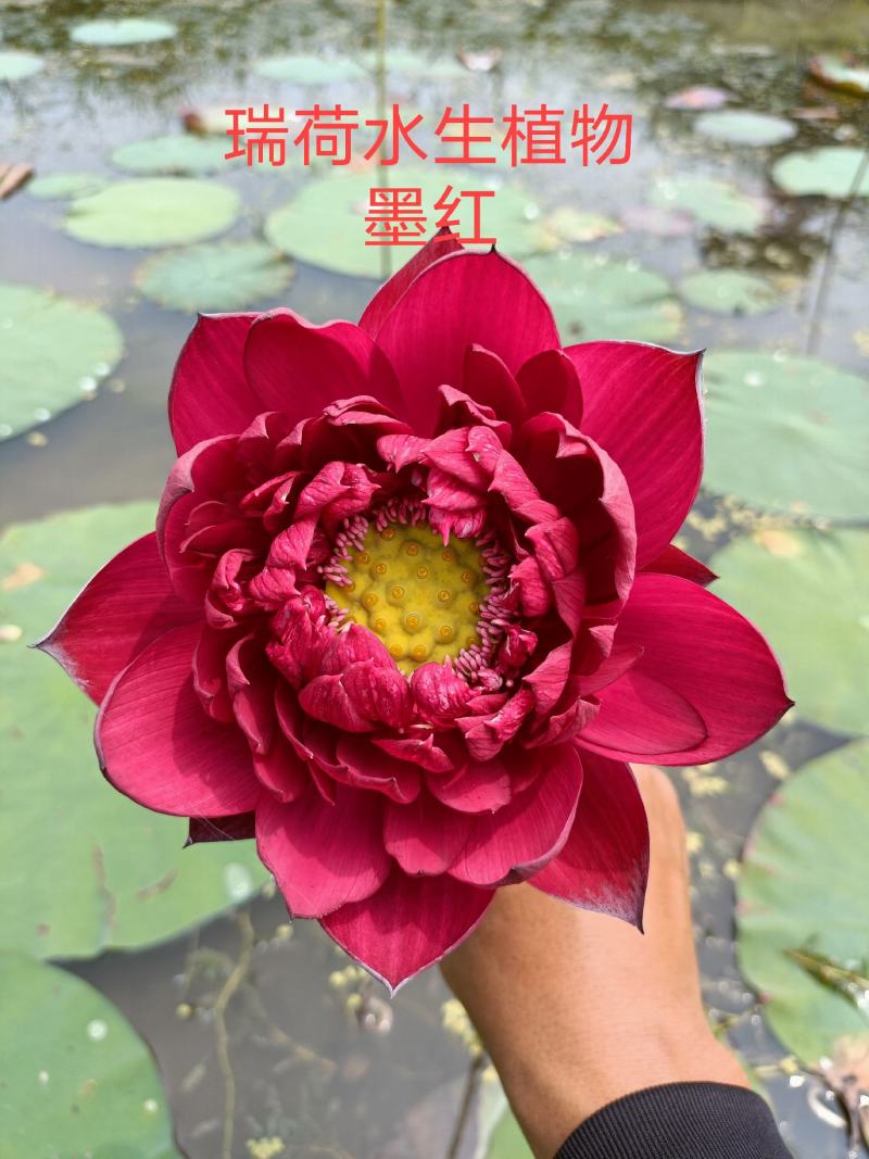 精品荷花品种荷花多种花型多种花色水景绿化专用