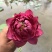 精品荷花，品种荷花苗，基地位于河北白洋淀，量大价优