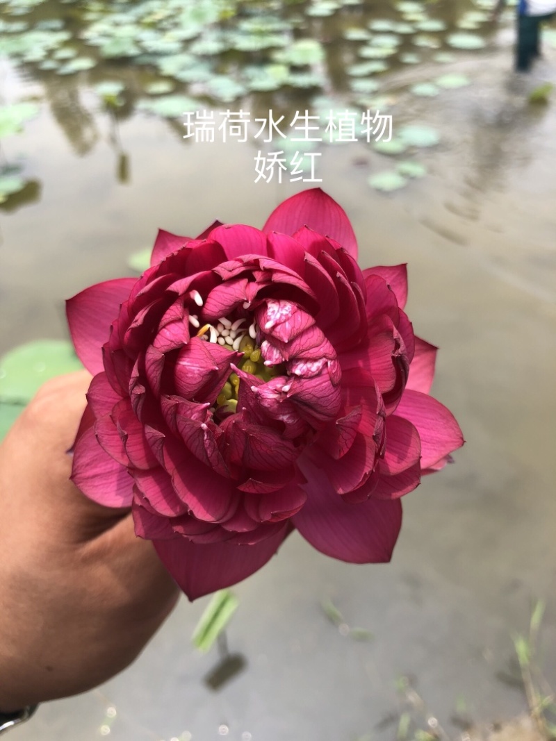 精品荷花，品种荷花苗，基地位于河北白洋淀，量大价优