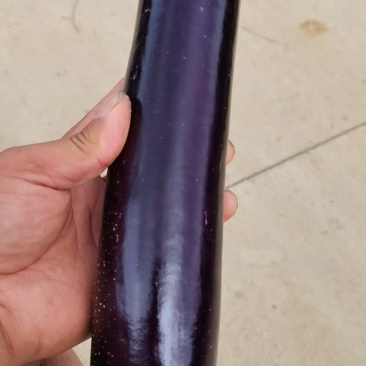 精品烧烤茄长茄圆茄各种各样的长茄圆茄精品出售
