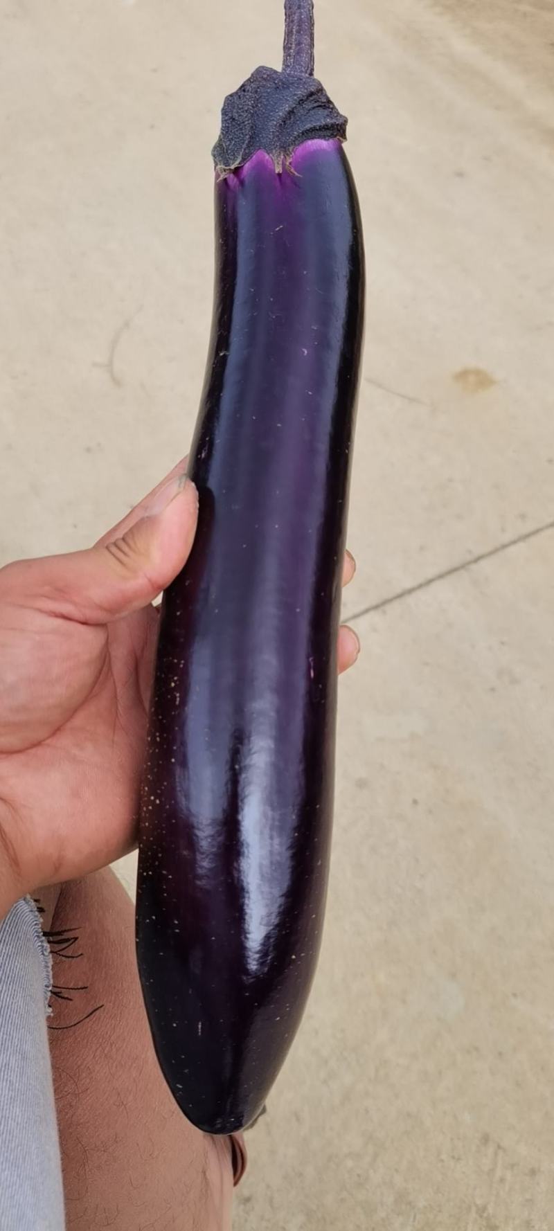 精品烧烤茄长茄圆茄各种各样的长茄圆茄精品出售