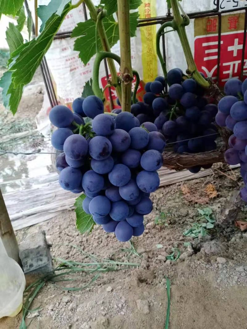 夏黑上市，香甜可口，另有多个品种，供应超市，批发商