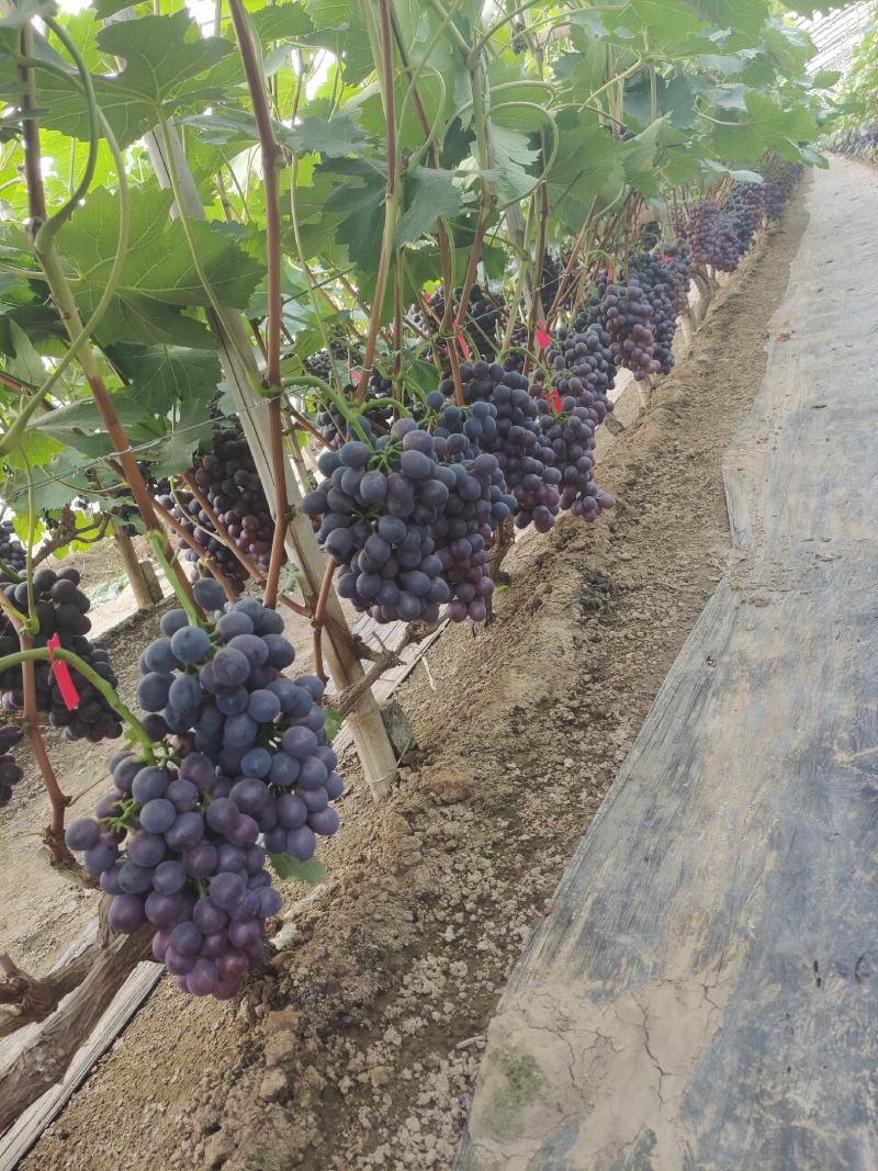 夏黑上市，香甜可口，另有多个品种，供应超市，批发商