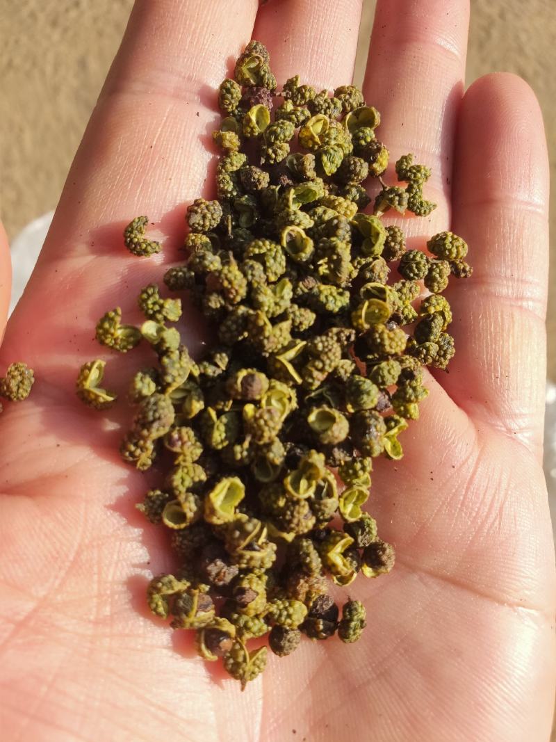 金阳青花椒金阳花椒云南花椒麻椒金阳椒麻椒昭通青花椒