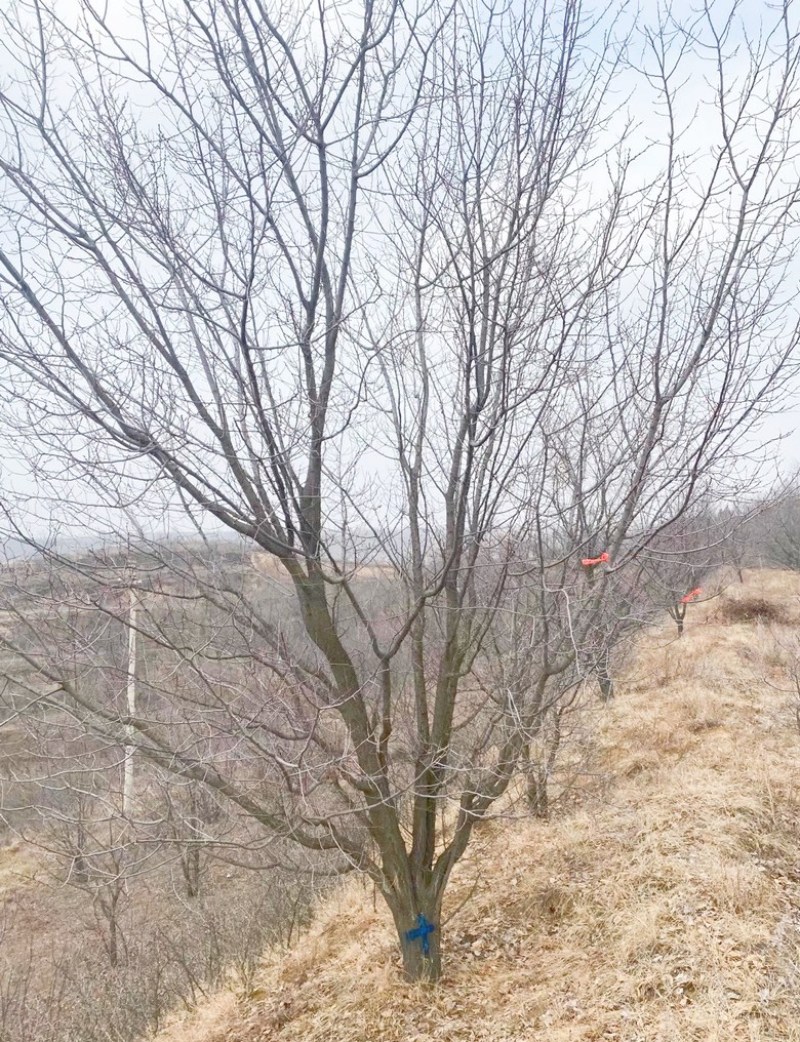 15公分杏树基地，16公分杏树价格，山西运城杏树