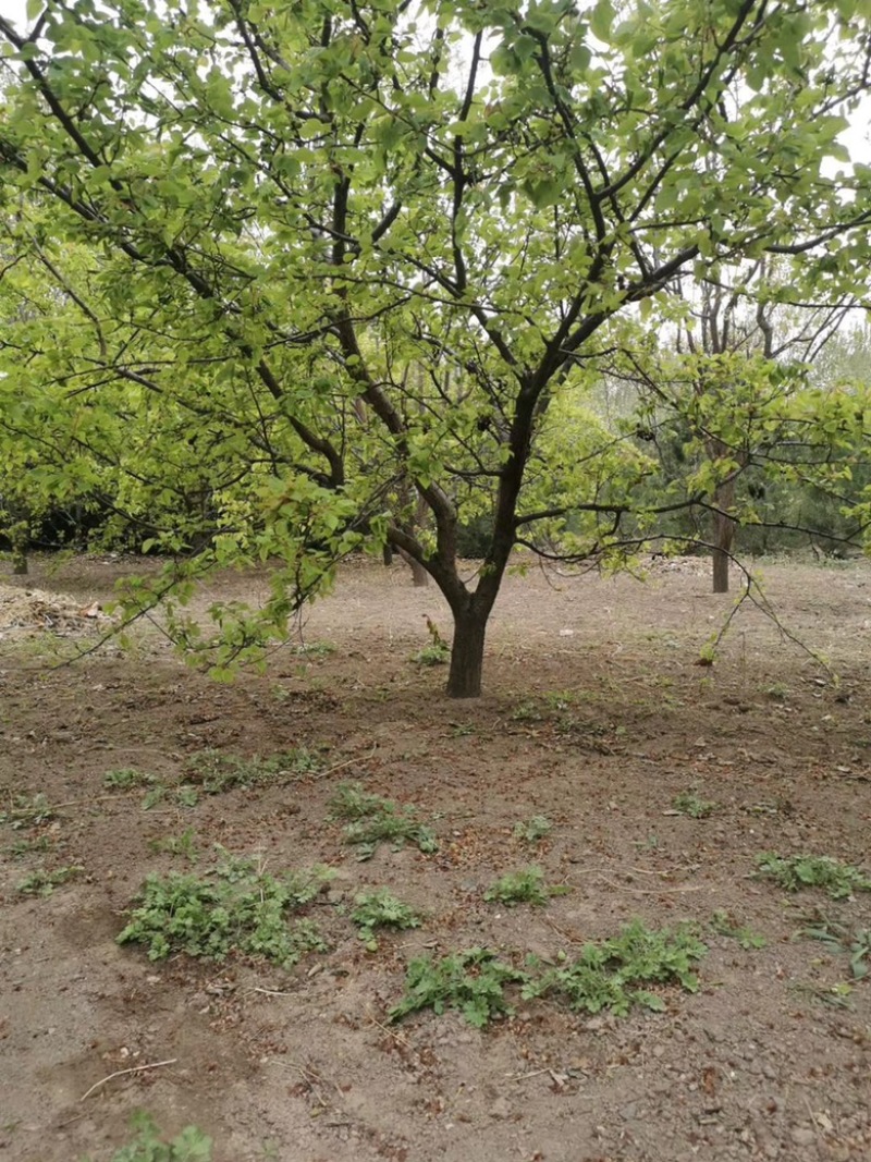 15公分杏树基地，16公分杏树价格，山西运城杏树