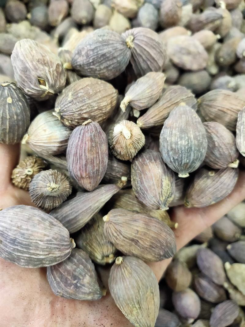 草果云南草果干草果火烤草果电烤草果产地直发精品草果