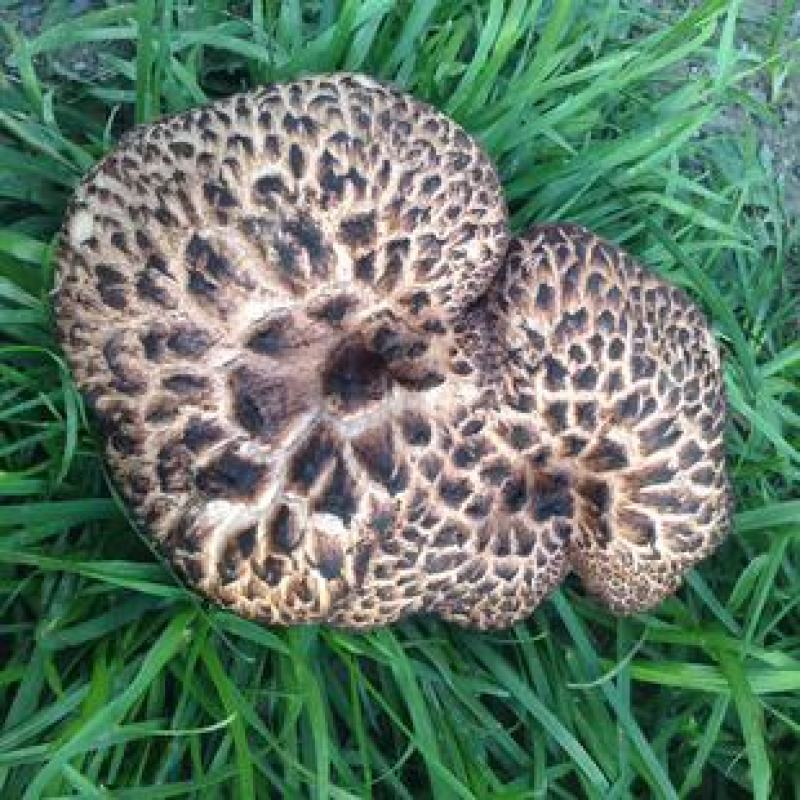 新鲜现货四川黑虎掌菌章子菌一件代发