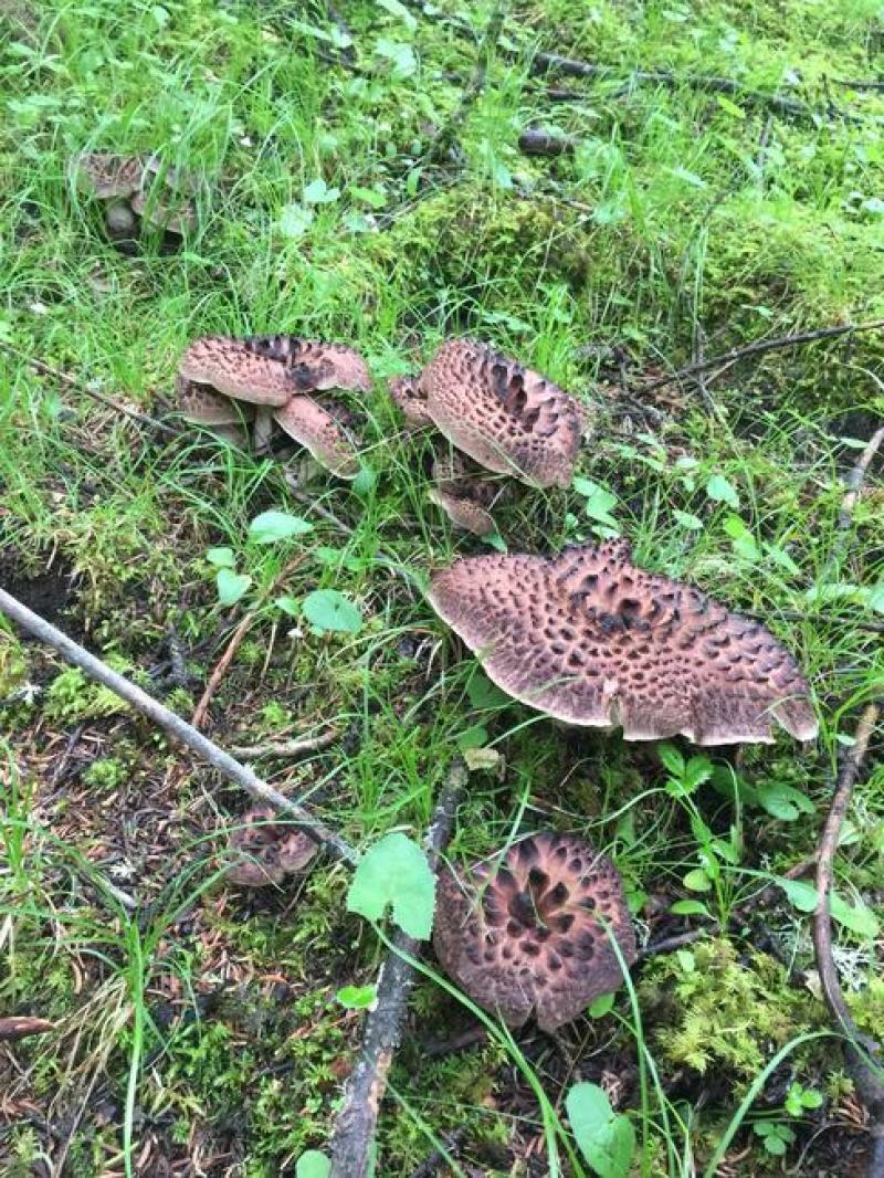 新鲜现货四川黑虎掌菌章子菌一件代发