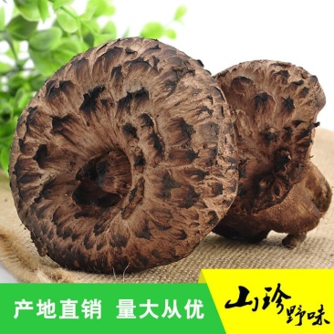 新鲜现货四川黑虎掌菌章子菌一件代发