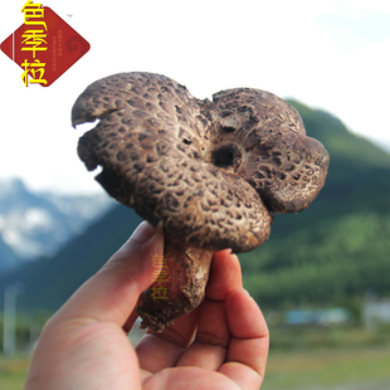 新鲜现货四川黑虎掌菌章子菌一件代发