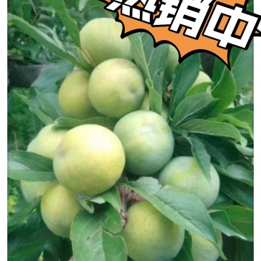 精品青脆李子，甜脆爽口，基地直发，量大从优