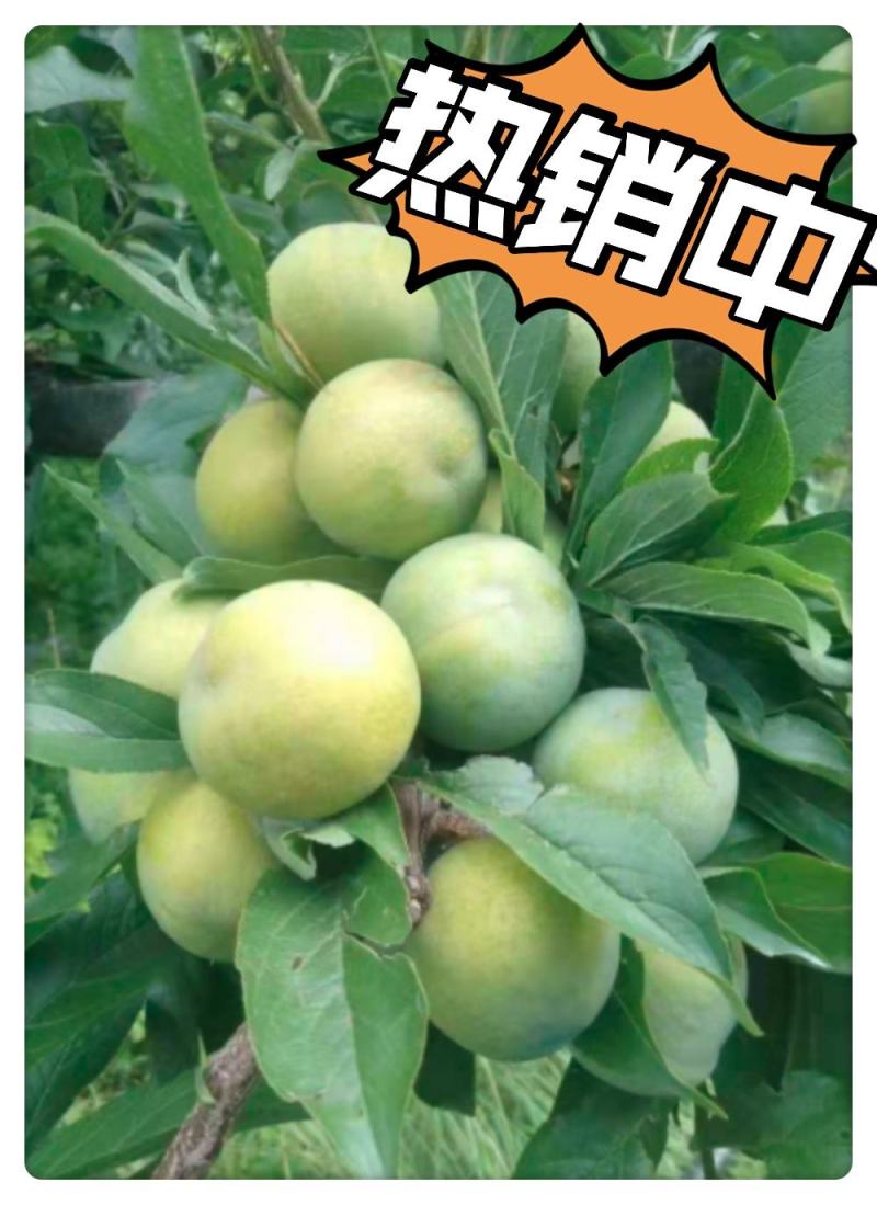精品青脆李子，甜脆爽口，基地直发，量大从优