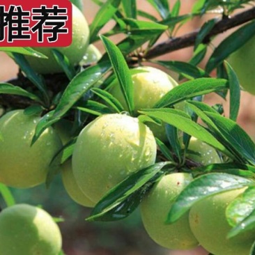 李子货源充足，青脆李子口感好，量大从优，欢迎采购商咨询