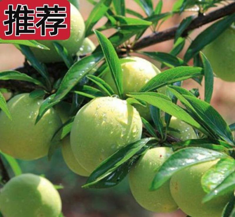 李子货源充足，青脆李子口感好，量大从优，欢迎采购商咨询