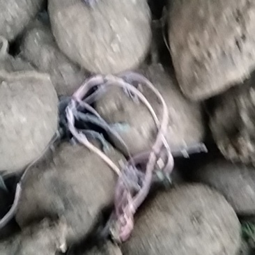 华坪县兴屹花椒种植专业合作社山乌龟供应，整车发。