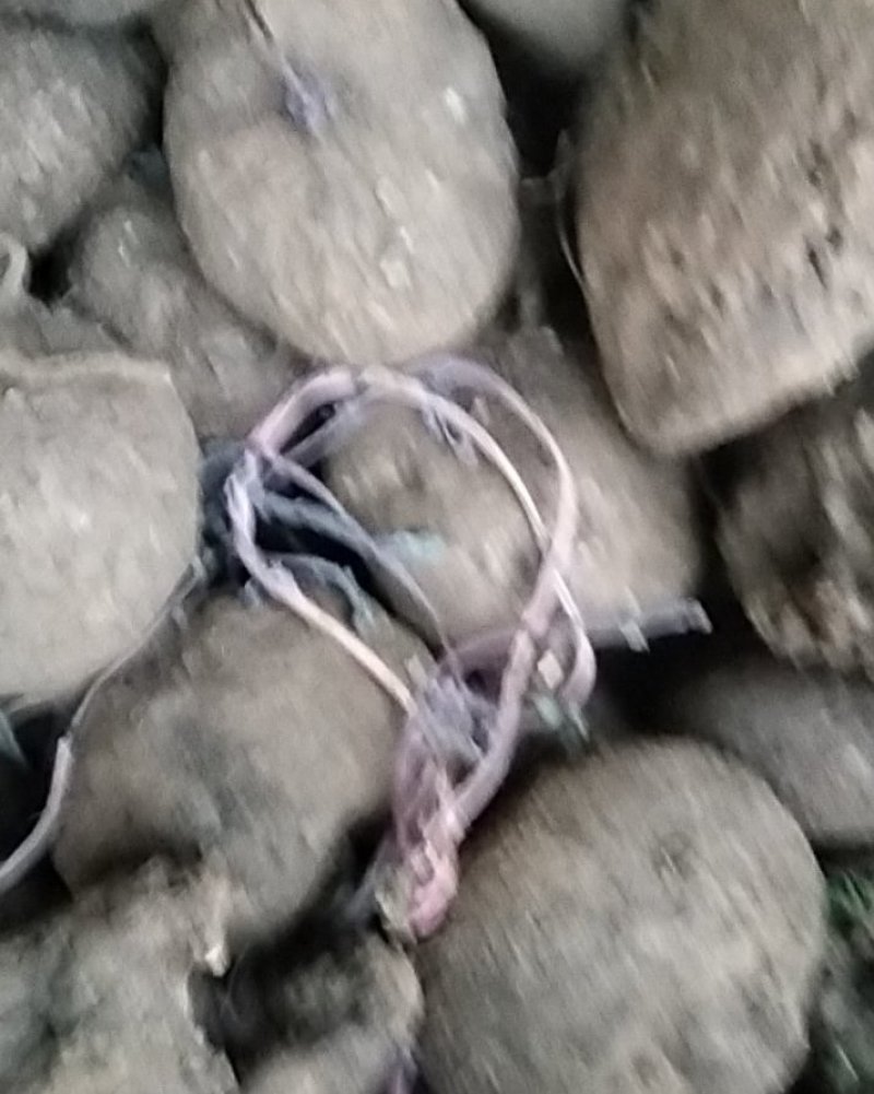 华坪县兴屹花椒种植专业合作社山乌龟供应，整车发。