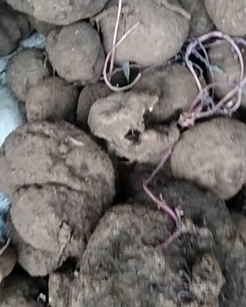 华坪县兴屹花椒种植专业合作社山乌龟供应，整车发。