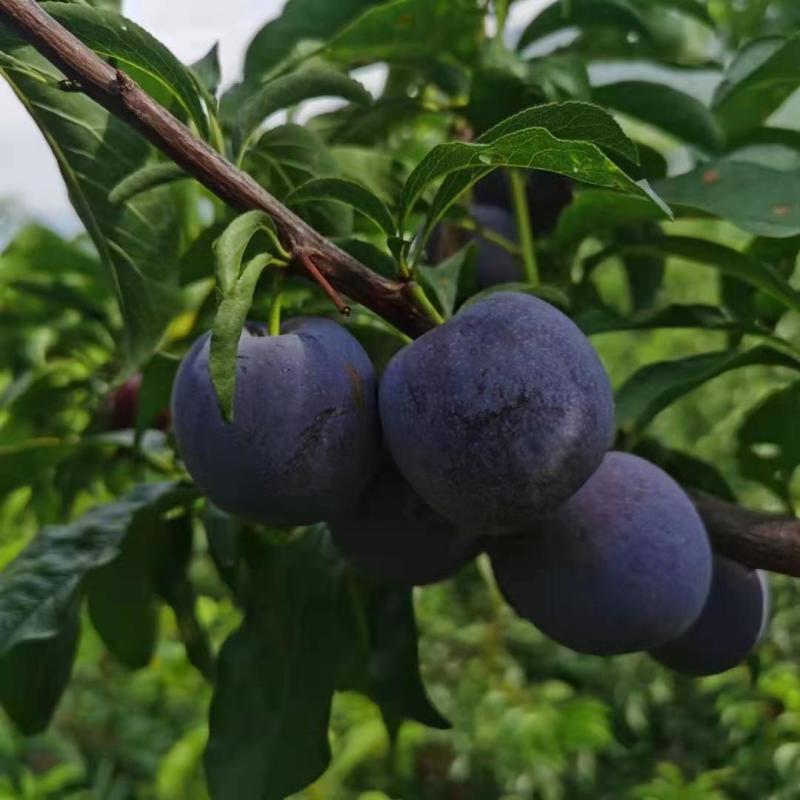 青脆李五月脆桃花李大量上市需要的联系我