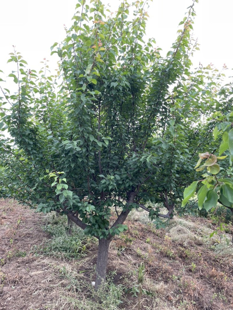 山西红梅树，15公分红梅，高度3米，冠幅3米