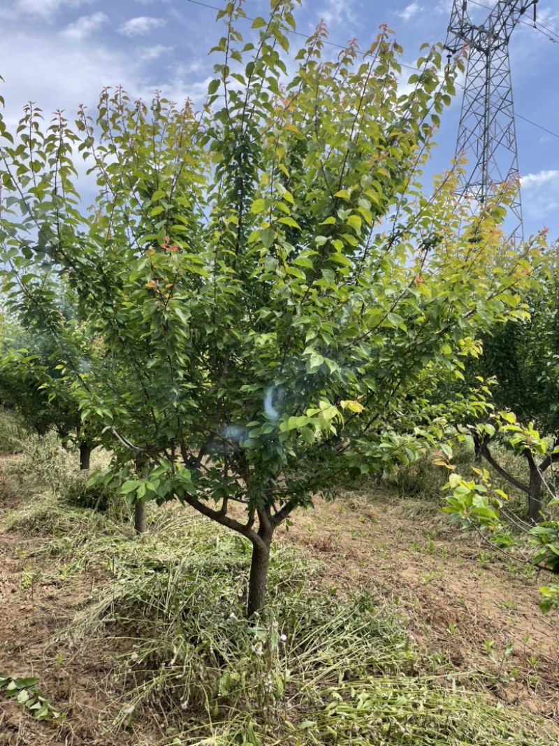 山西红梅树，15公分红梅，高度3米，冠幅3米