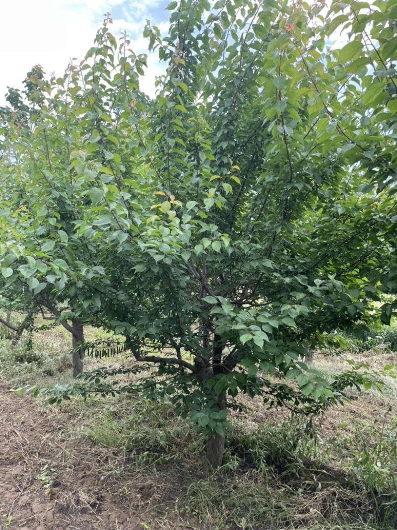 山西红梅树，15公分红梅，高度3米，冠幅3米