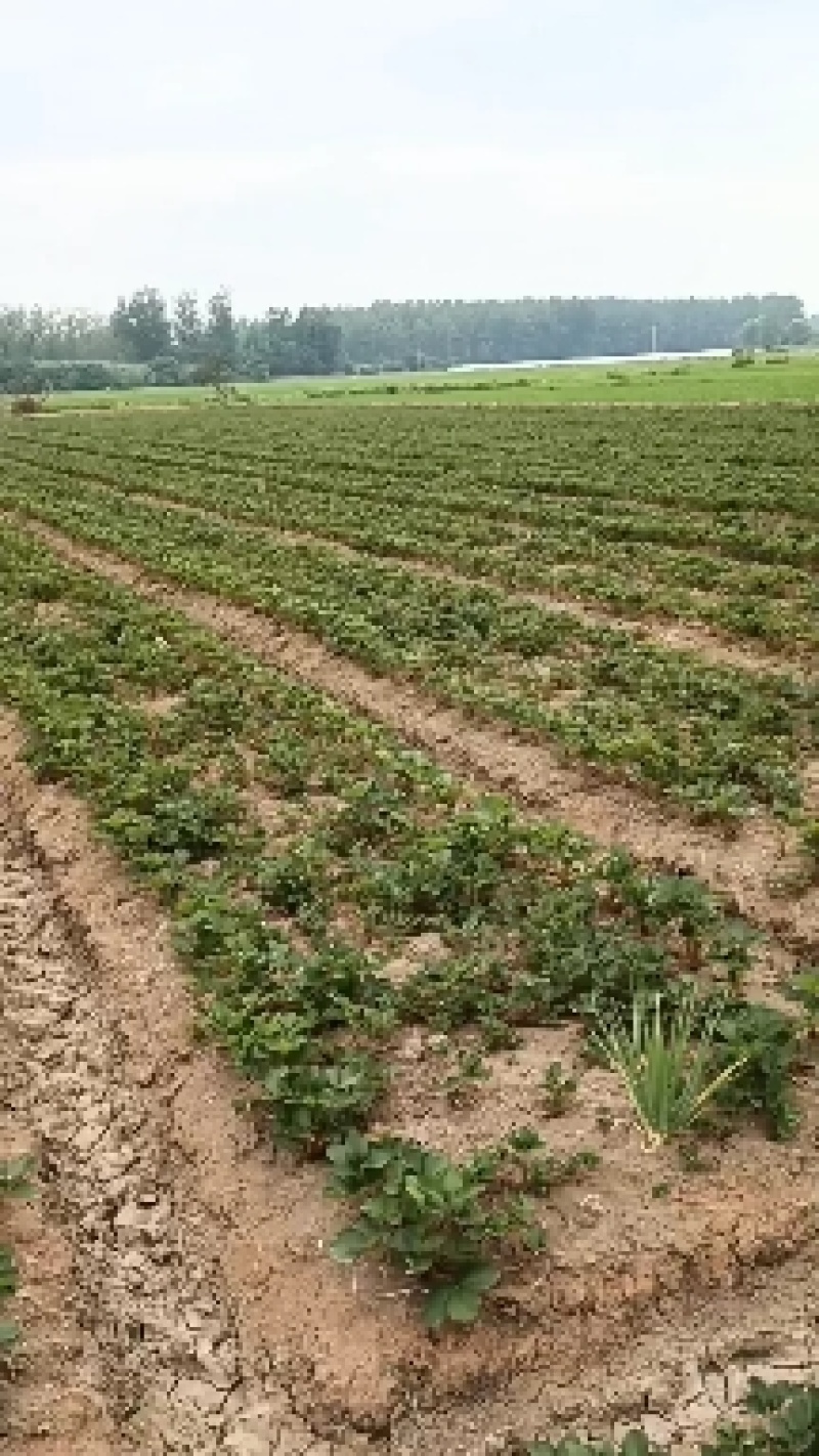 安徽红颜草莓苗欢迎前来预订，果型好，口感好，深受民众喜爱