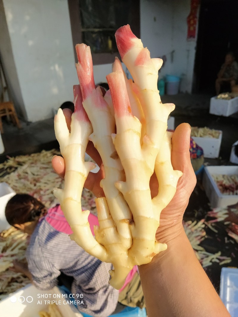 精品仔姜，产地直供，色鲜形美！脆嫩味香！