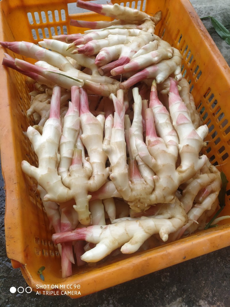 精品仔姜，产地直供，色鲜形美！脆嫩味香！