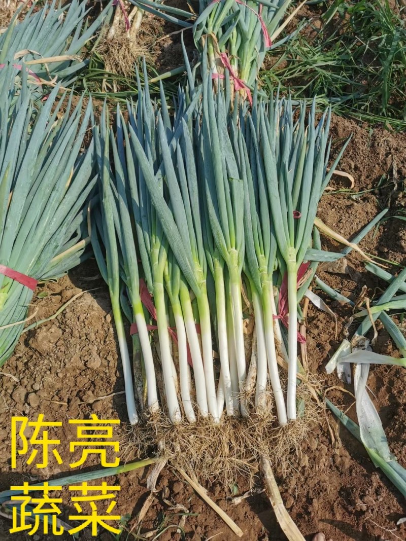 河南精品大葱，钢葱，封沟葱，基地直供，代发全国。