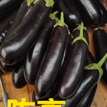 河南金刚烧烤茄，绿把黑茄，商超，电商，产地直发全国。