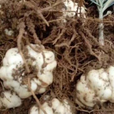 新鲜百合农牙百合新鲜货热烈欢迎大家来采购