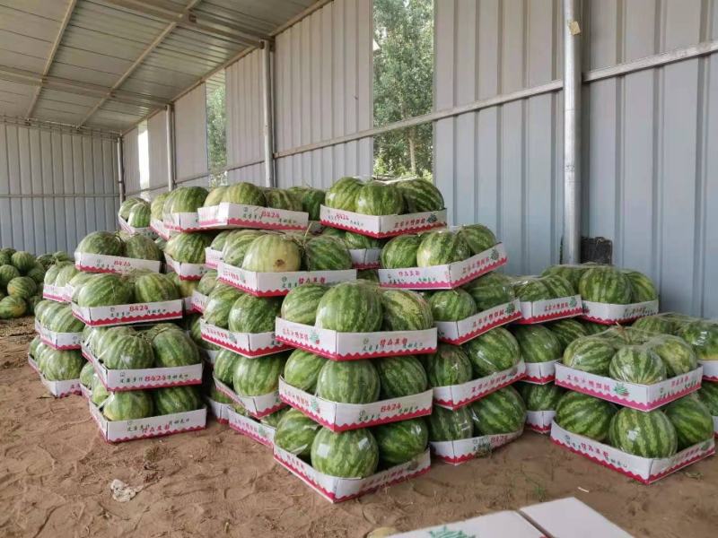 开封无籽西瓜头茬八斤起步货源充足