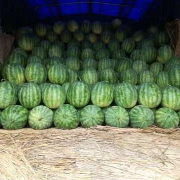 开封无籽西瓜头茬八斤起步货源充足