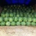 开封无籽西瓜头茬八斤起步货源充足