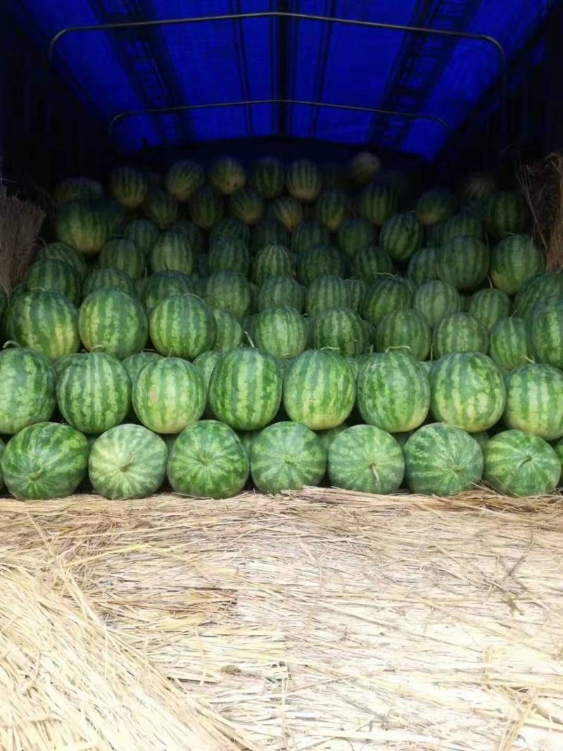 开封无籽西瓜头茬八斤起步货源充足