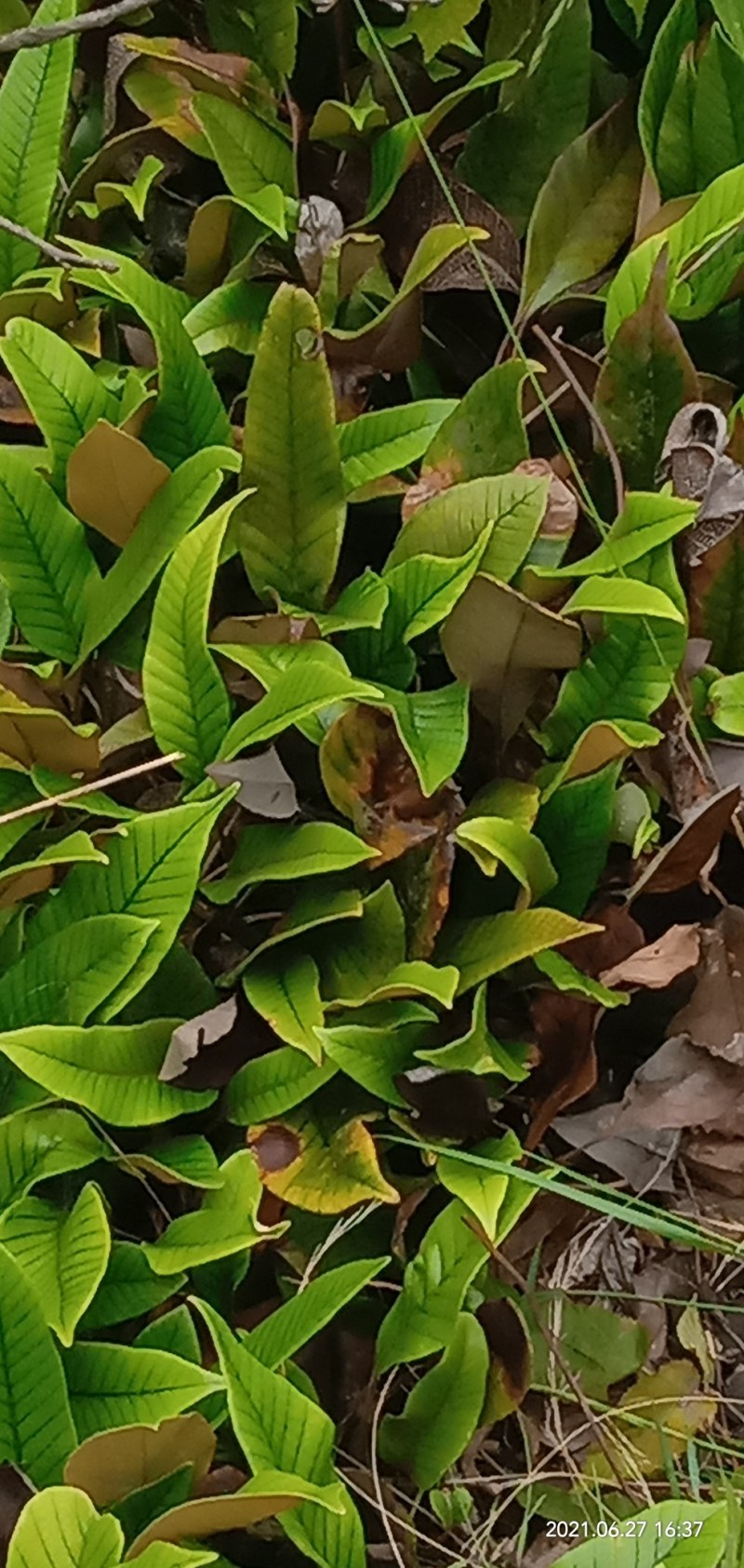 野生，中药材，石苇，化石草通货