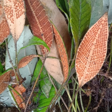 野生，中药材，石苇，化石草通货