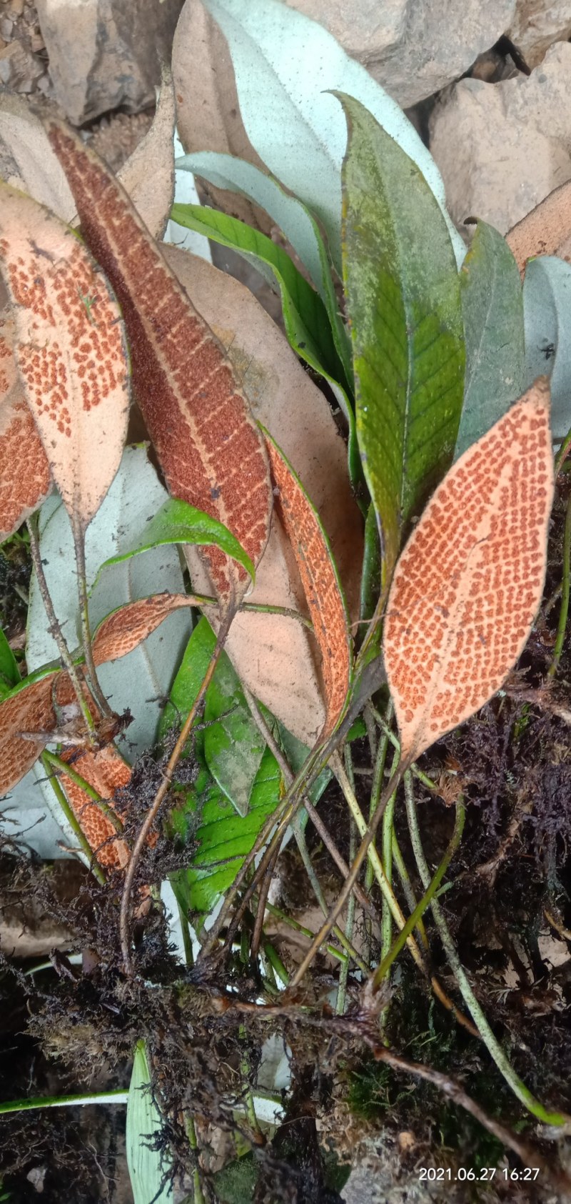 野生，中药材，石苇，化石草通货