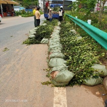 良种油茶苗(双千计划用苗)