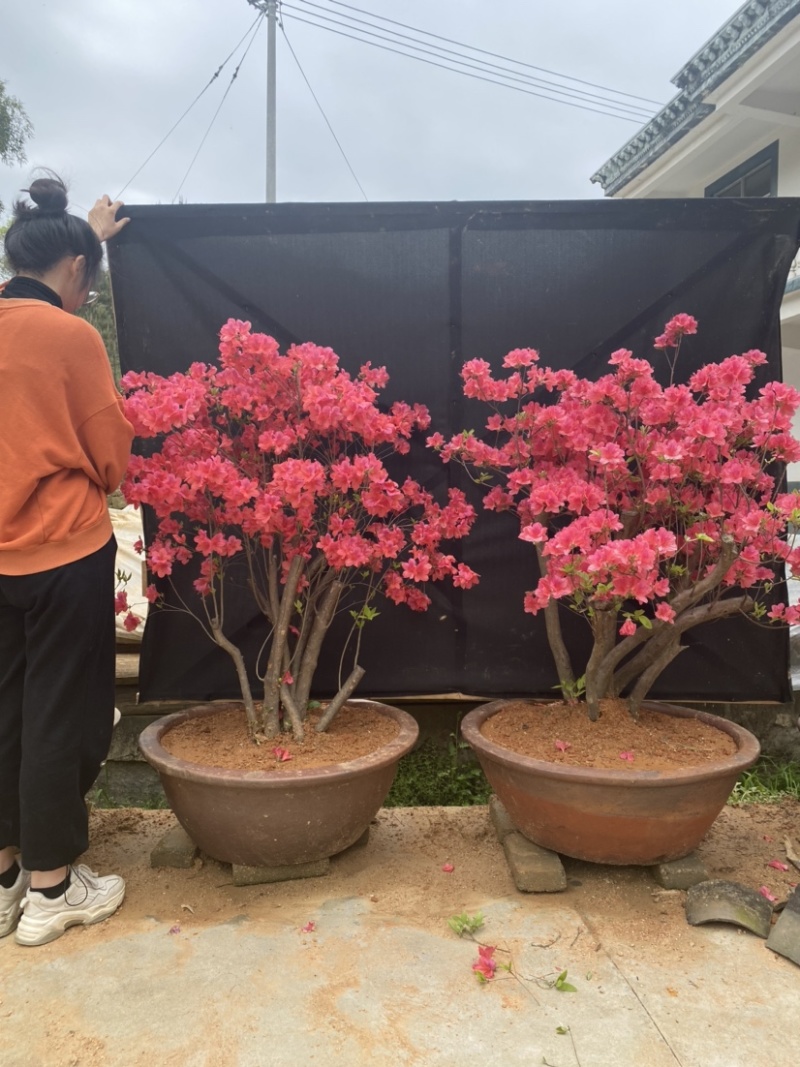 映山红各种规格齐全