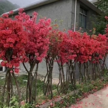 映山红各种规格齐全