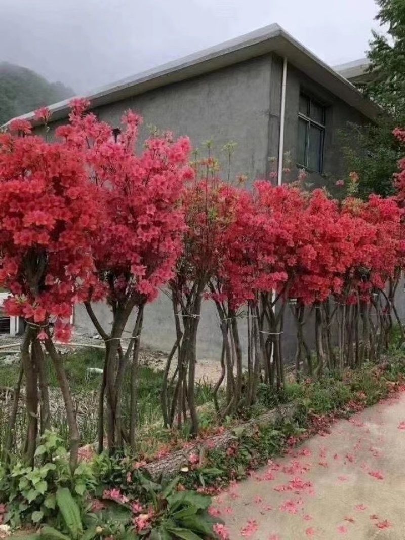 映山红各种规格齐全