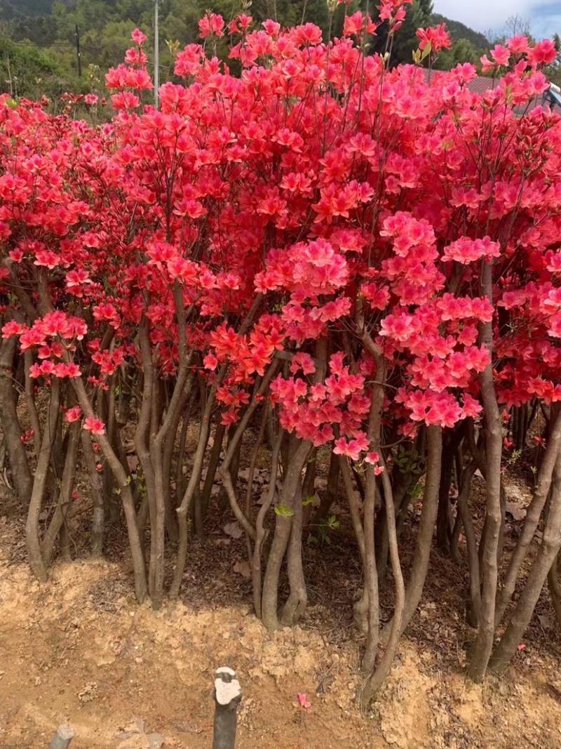 映山红各种规格齐全